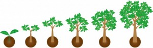 木の成長