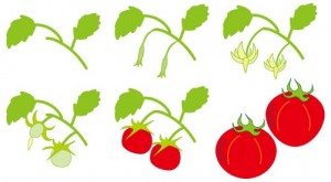 トマトの成長イラ…