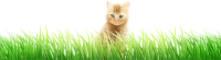 芝生で座る子猫（…