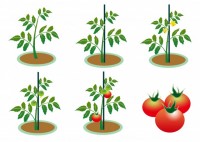 トマト栽培アイコ…