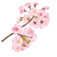 桜の枝イラスト【…