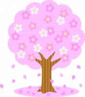 満開の桜の木のイ…