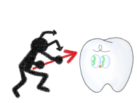 虫歯菌と歯