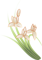白い花（CSai…