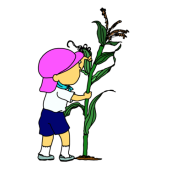 食育　夏野菜栽培…