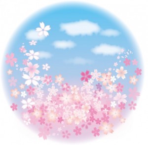 青空の満開桜【透…