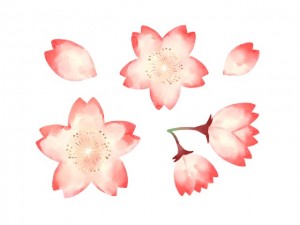 桜の花の水彩セッ…