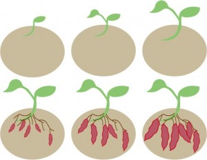 さつま芋の成長イ…