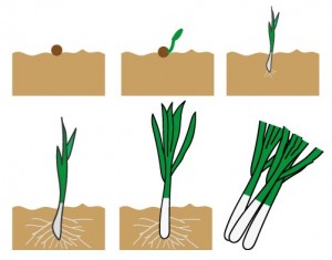 ネギの成長アイコ…