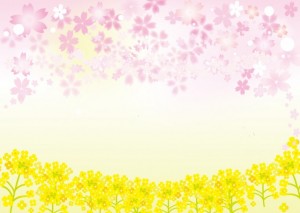 菜の花と桜のフレ…
