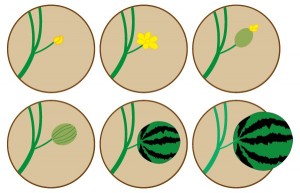 スイカが実るまで…