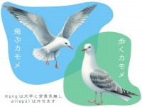 飛ぶカモメと歩く…