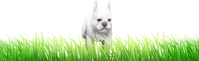 芝生を駆けるパグの子犬 Png 無料イラスト素材 素材ラボ