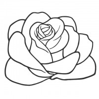 薔薇の花の線画