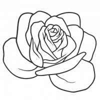 薔薇の花の線画