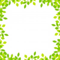 新緑の木の葉フレ…