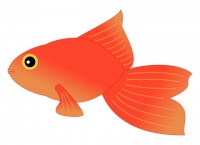 金魚-1