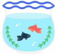 金魚鉢-2