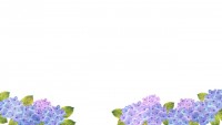 水彩の紫陽花の背…