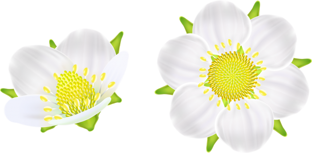 苺の花 Cs4ai Png 無料イラスト素材 素材ラボ