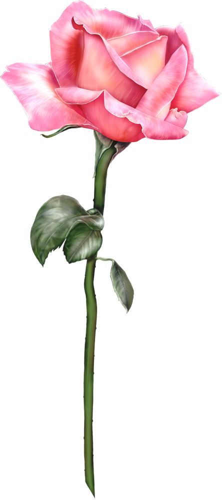 ピンクのバラの花アイコン Png 無料イラスト素材 素材ラボ