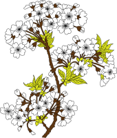 桜の花アイコン（…