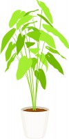 観葉植物（CSa…