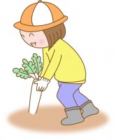 大根の収穫をする…