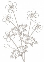ニリンソウのぬり…