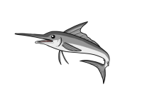 海水魚　カジキ