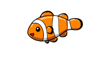 カクレクマノミ