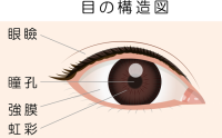 目の構造図イラス…