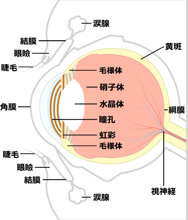 眼球 瞼の構造図のイラスト Csai Png 無料イラスト素材 素材ラボ