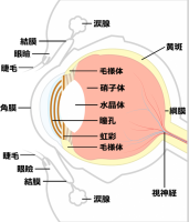 眼球、瞼の構造図…