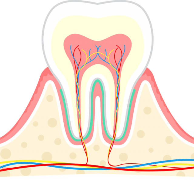 歯の構造図 Csai Png 無料イラスト素材 素材ラボ