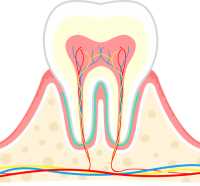 歯の構造図（CS…
