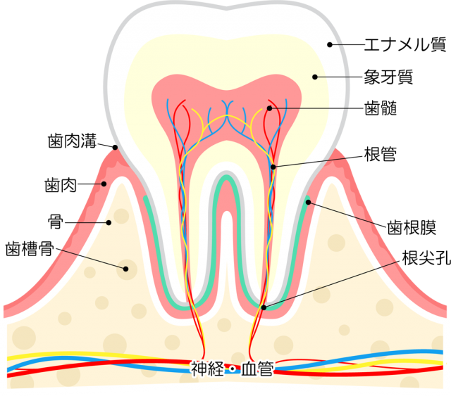 歯の構造図名称つき Csai Png 無料イラスト素材 素材ラボ