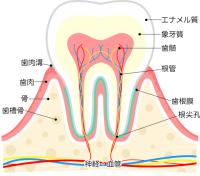 歯の構造図名称つ…