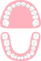 歯の構造（CSa…