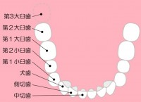 歯の構造図（CS…