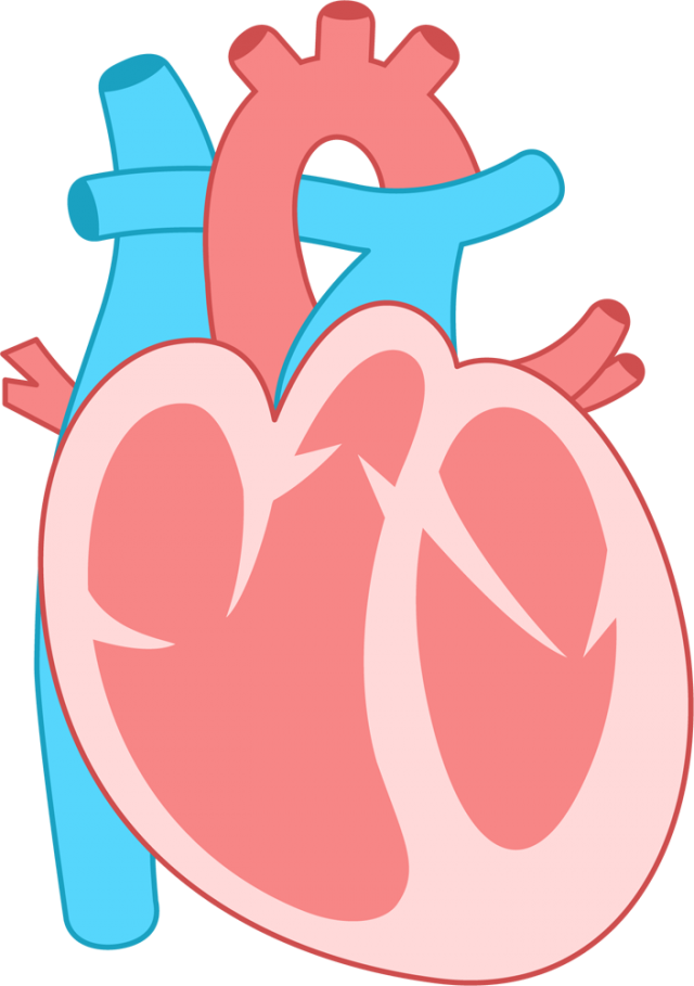 心臓の内部アイコン Csai Png 無料イラスト素材 素材ラボ
