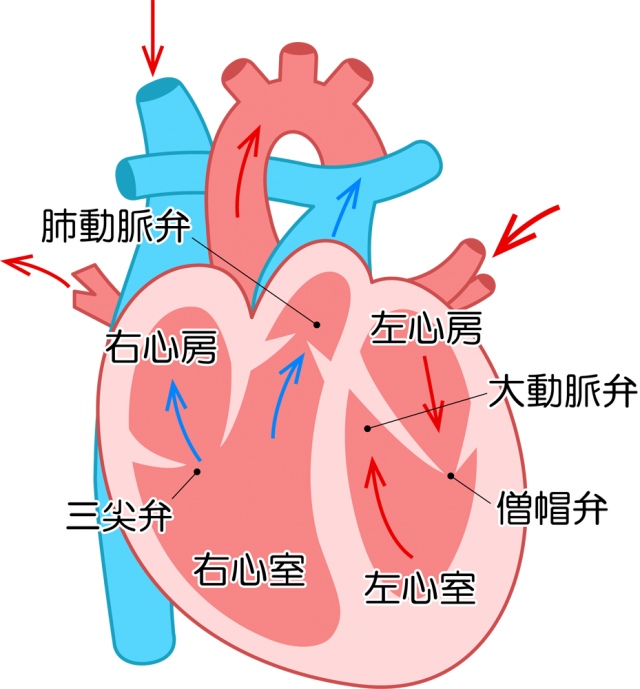 心臓の内部アイコン Csai Png 無料イラスト素材 素材ラボ