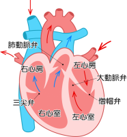 心臓の内部アイコ…