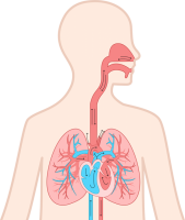 肺と心臓アイコン…