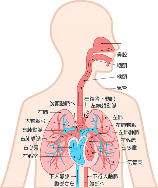 肺と心臓アイコン Csai Png 無料イラスト素材 素材ラボ