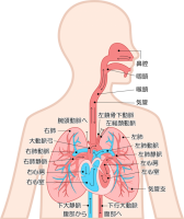 肺と心臓アイコン…
