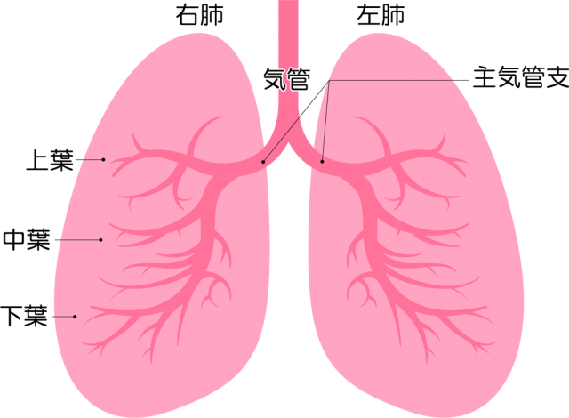 名称つき肺アイコン Csai Png 無料イラスト素材 素材ラボ