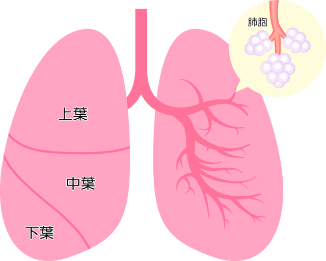 肺胞つき肺アイコン Csai Png 無料イラスト素材 素材ラボ