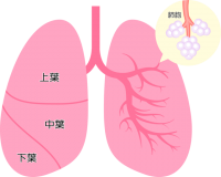 肺胞つき肺アイコ…