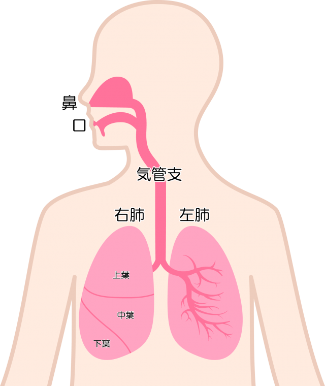 名称つき 鼻 口 肺アイコン Csai Png 無料イラスト素材 素材ラボ